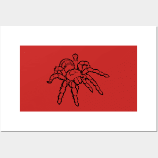 Tarantula with Black Outline Posters and Art